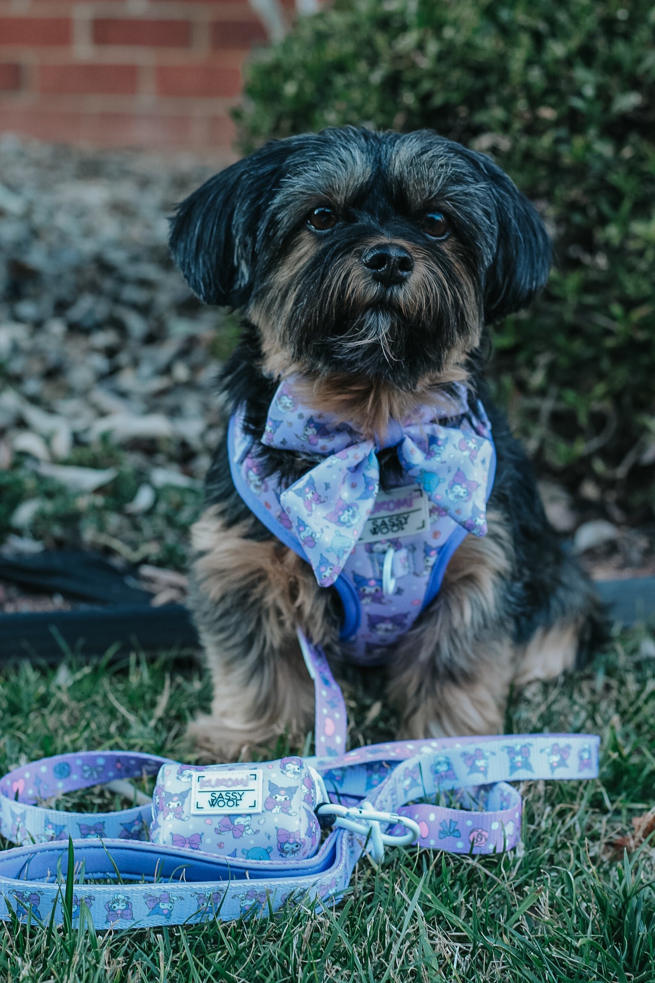 A small black and brown dog sits on grass wearing a purple harness and bowtie with cartoon animals, next to a Sassy Woof Dog Leash - Kuromi™ featuring a neoprene handle. Bushes, rocks, and a brick wall are visible in the background.