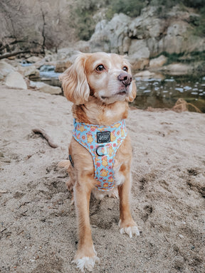 INFLUENCER_CONTENT | @BRAXTONANDCOOPER | SIZE XS