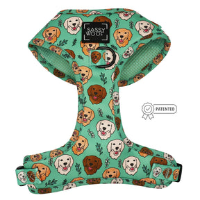 Dog Four Piece Bundle - Glam Goldens