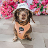 Dog Bucket Hat - Here For The Treats