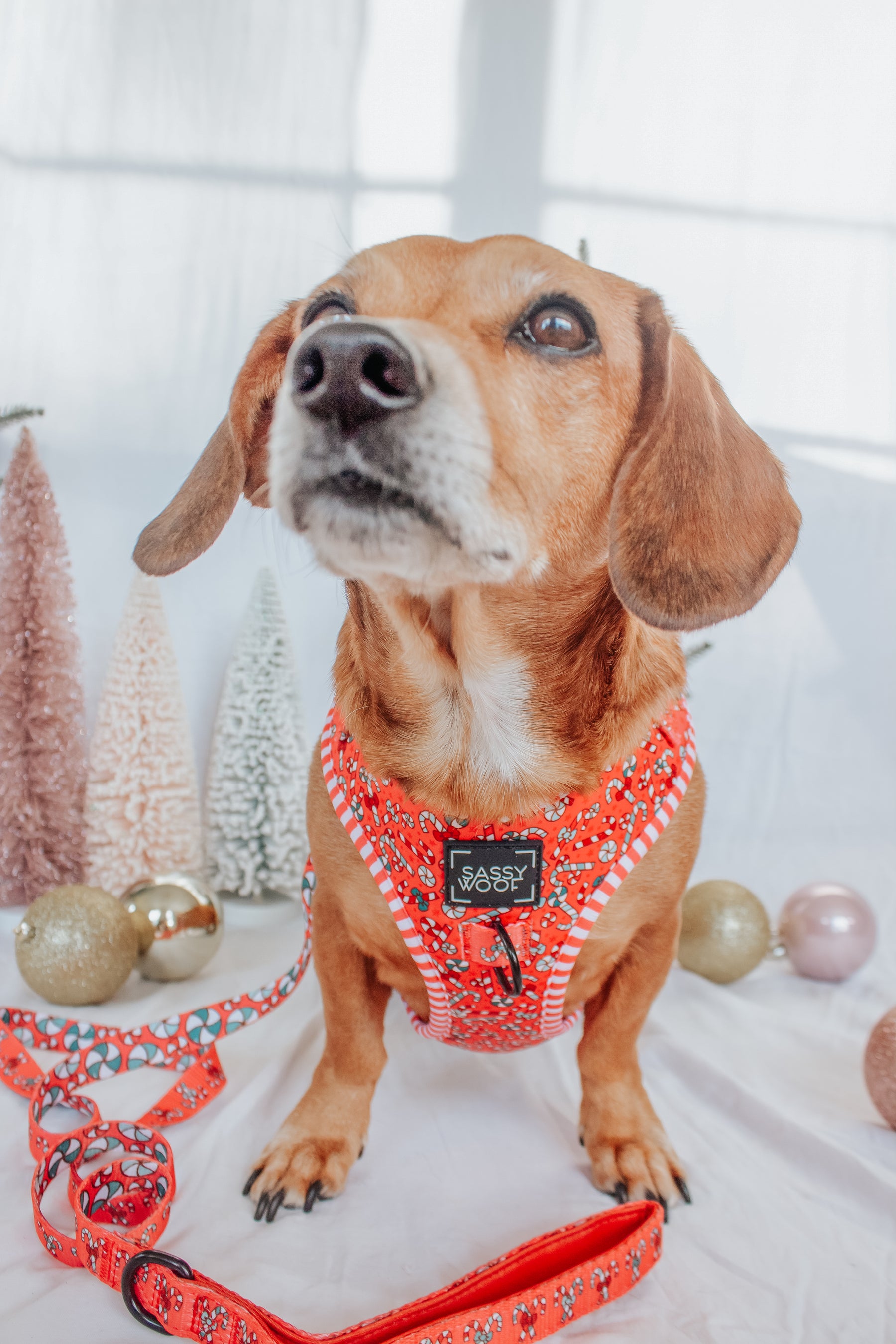 INFLUENCER_CONTENT | @CALLIETHESAUSAGE