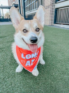 INFLUENCER_CONTENT | @CEEDEETHECORGI