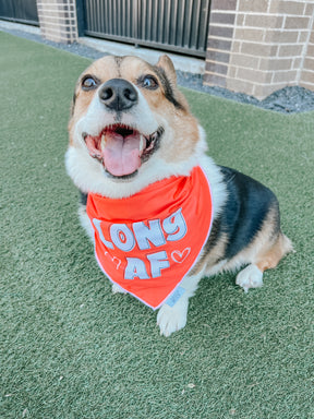 INFLUENCER_CONTENT | @CEEDEETHECORGI