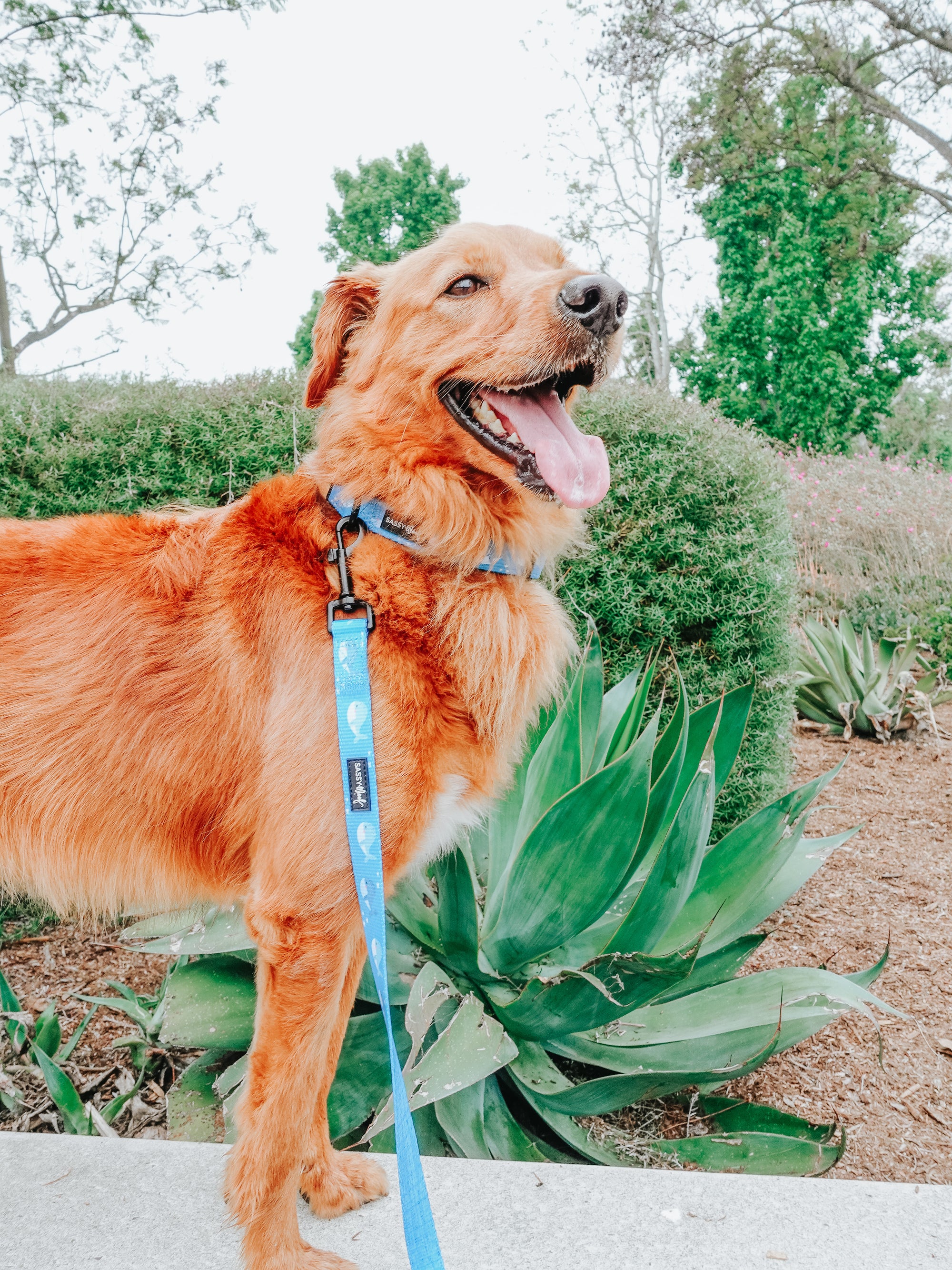 INFLUENCER_CONTENT | @CHANCE_THE_MINI_GOLDEN | SIZE M