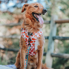 INFLUENCER_CONTENT | @CHANCE_THE_MINI_GOLDEN | SIZE XL