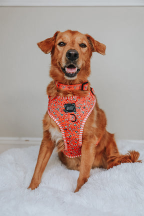 INFLUENCER_CONTENT | @CHANCE_THE_MINI_GOLDEN | SIZE M