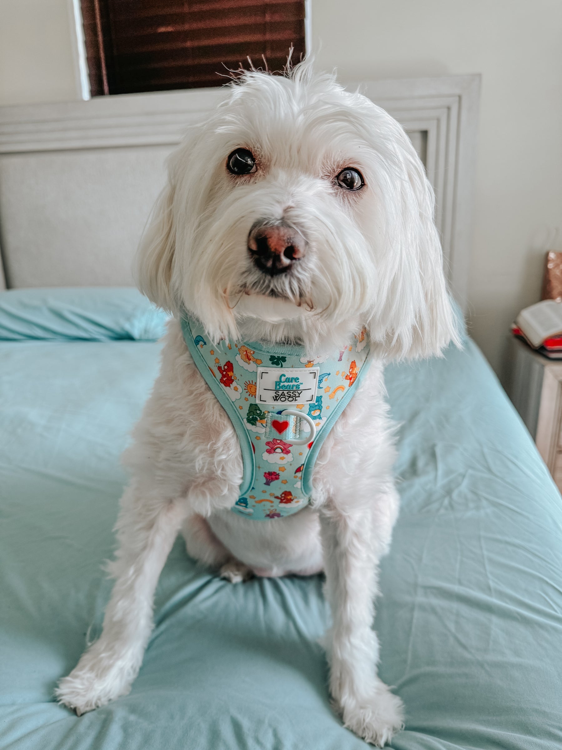 INFLUENCER_CONTENT | @CHLOE_THE_MALTIPOO22 | SIZE S