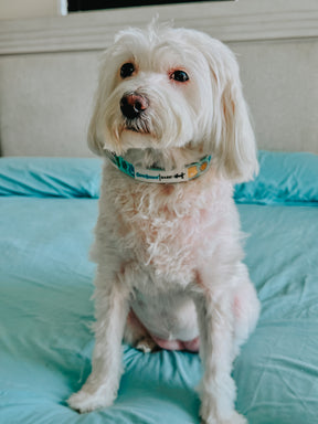 INFLUENCER_CONTENT | @CHLOE_THE_MALTIPOO22 | SIZE S