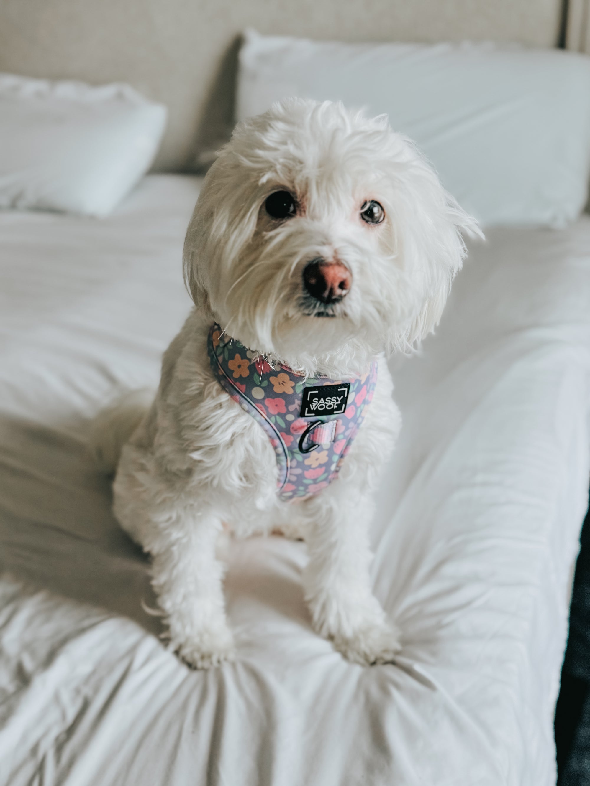 INFLUENCER_CONTENT | @CHLOE_THE_MALTIPOO22 | SIZE M & S