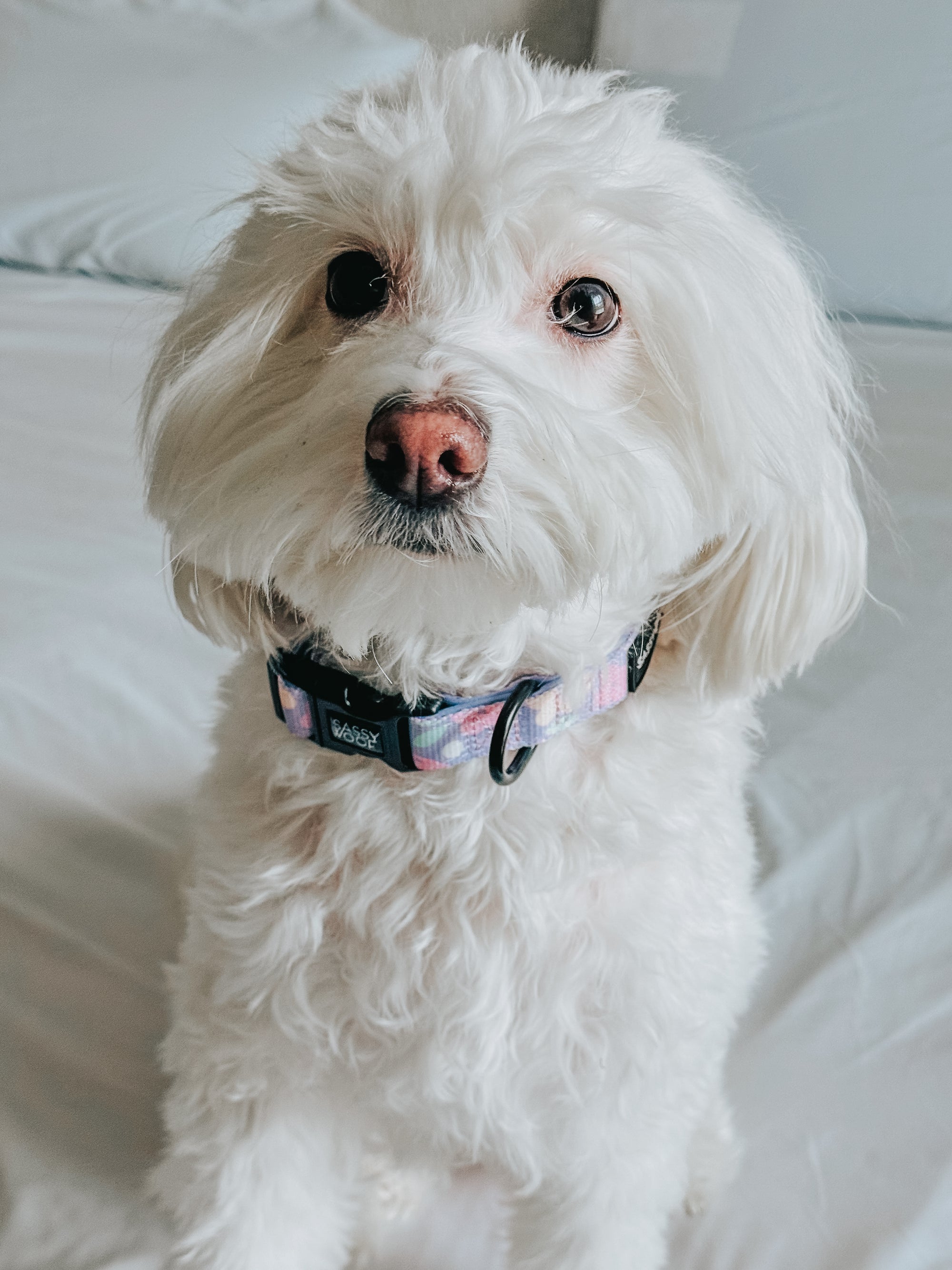 INFLUENCER_CONTENT | @CHLOE_THE_MALTIPOO22