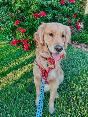INFLUENCER_CONTENT | @CREW.THE.GOLDEN.PUP | SIZE L