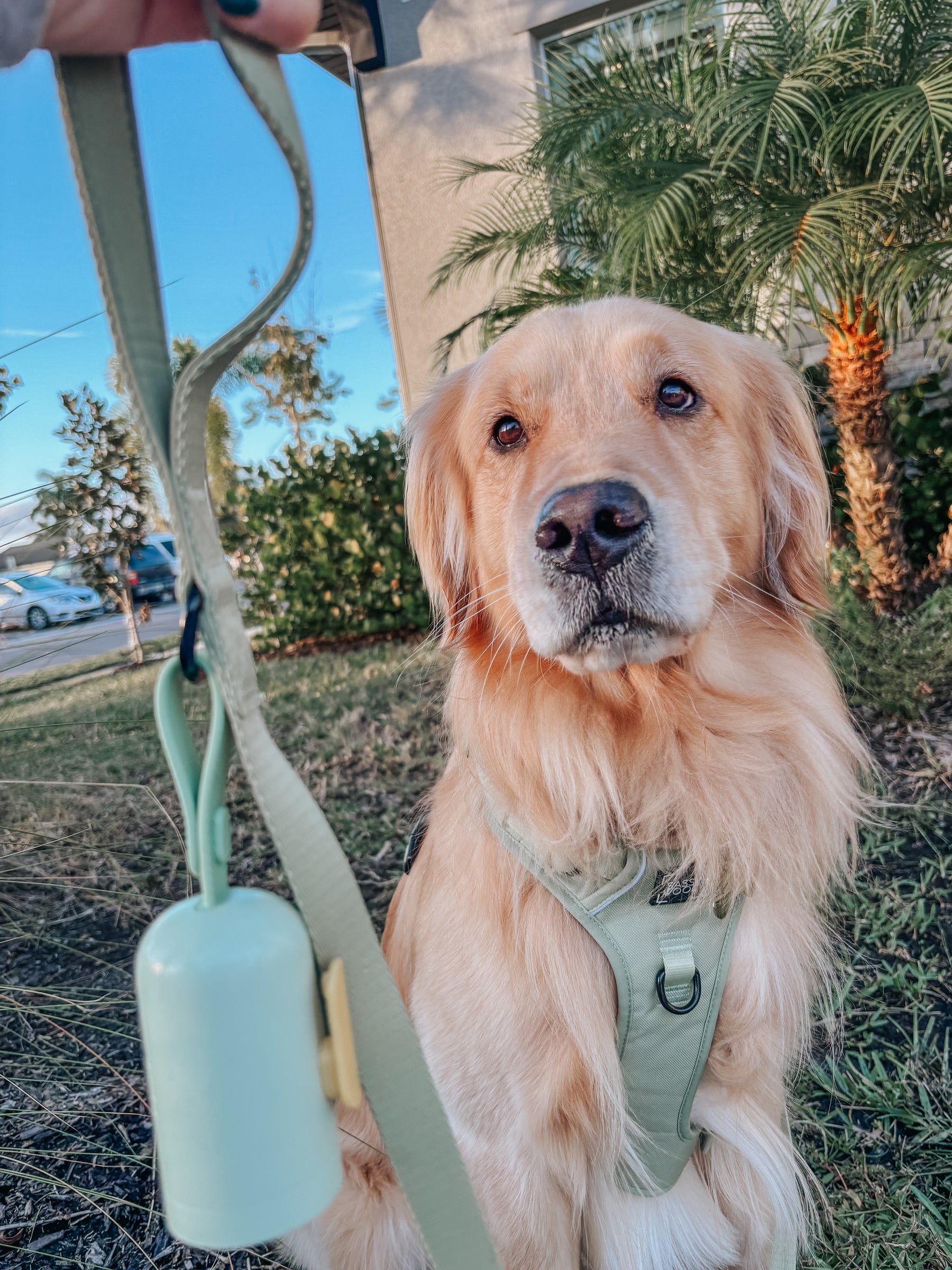 INFLUENCER_CONTENT | @CREW.THE.GOLDEN.PUP | SIZE XL