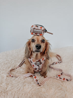 INFLUENCER_CONTENT | @DASH_THEDOXIE 