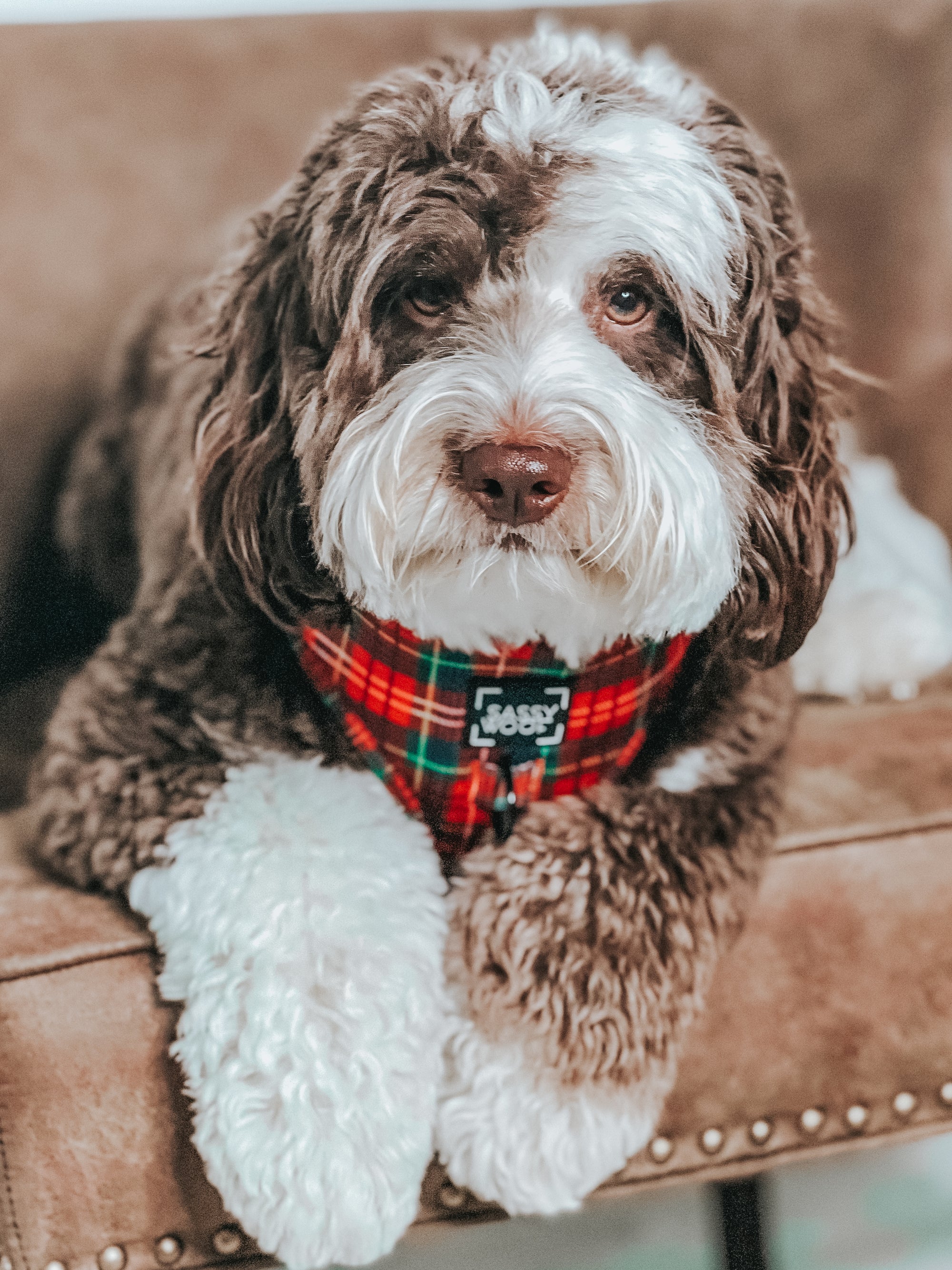 INFLUENCER_CONTENT | @SULLIVAN_THEAUSSIEDOODLE | SIZE L