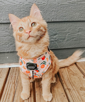 INFLUENCER_CONTENT | SIZE XS
