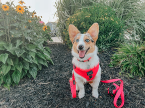 Dog Two Piece Bundle - Neon Pink