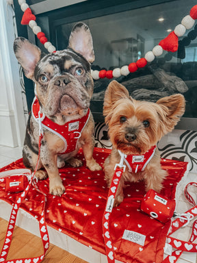 INFLUENCER_CONTENT | @EEVEE.THE.YORKIE 