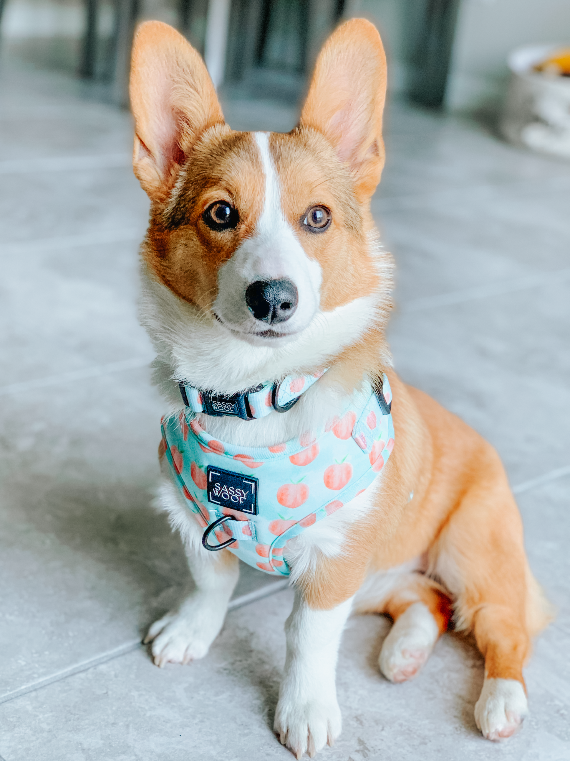 INFLUENCER_CONTENT | @ELLATHEWELSHCORGI