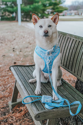 A white dog wears the Sassy Woof Dog Leash - Cinnamoroll™, featuring a padded neoprene handle, while sitting on a wooden bench outdoors among pine needles and trees.