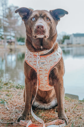 INFLUENCER_CONTENT | @EUREKAPAWS | SIZE L