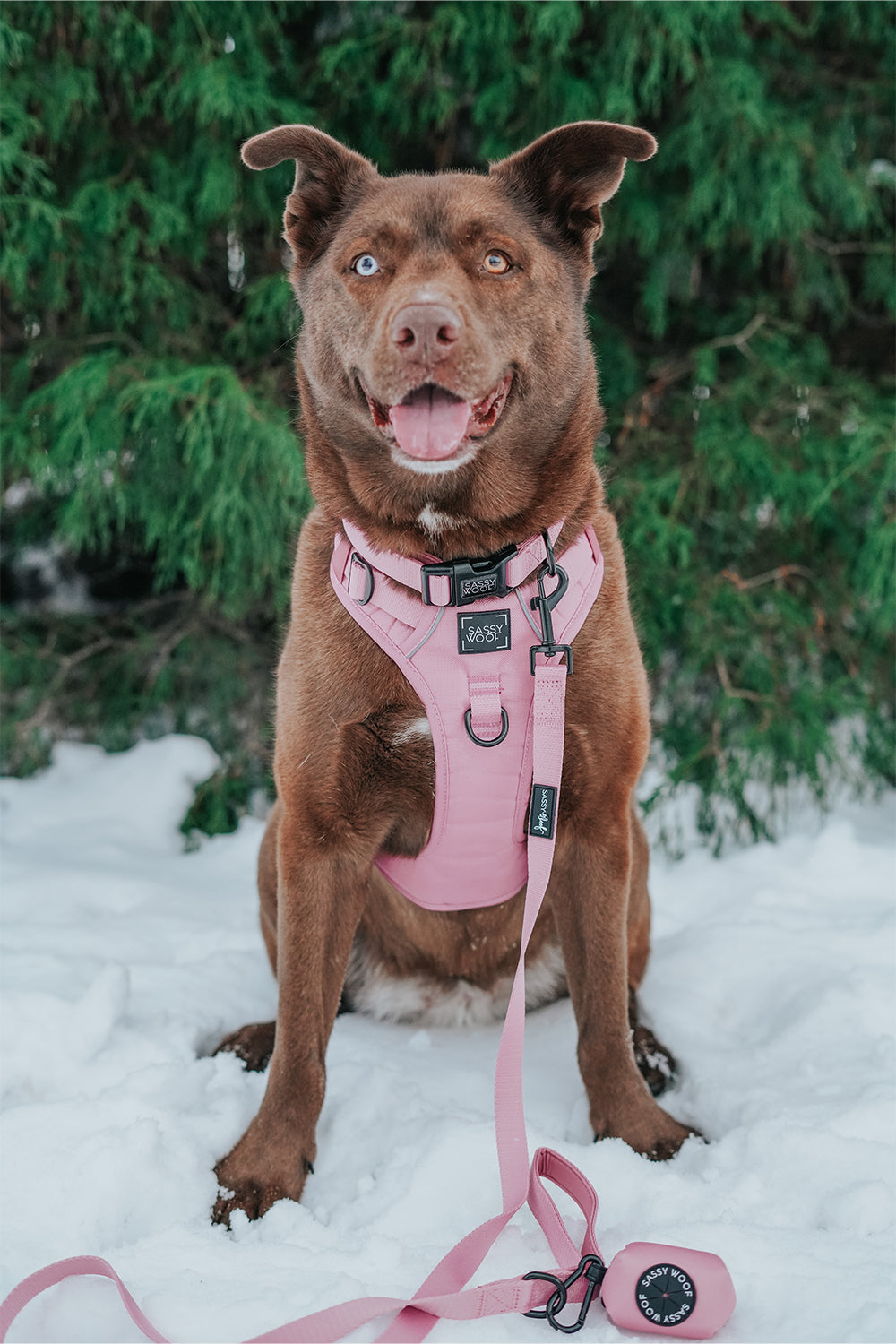 INFLUENCER_CONTENT | @EUREKAPAWS | SIZE L & XL