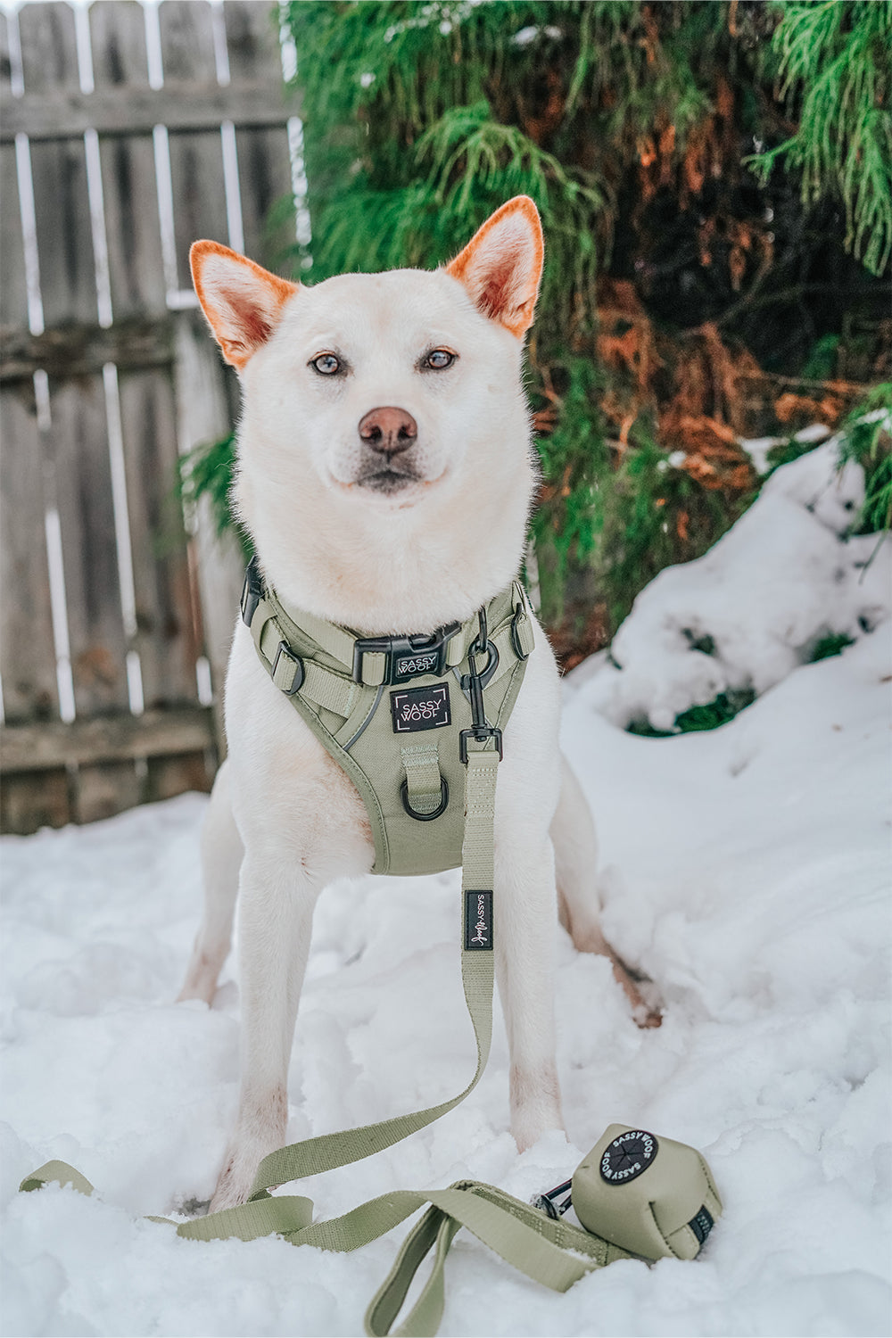 INFLUENCER_CONTENT | @EUREKAPAWS