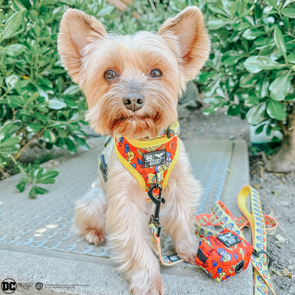 INFLUENCER_CONTENT | @EEVEE.THE.YORKIE