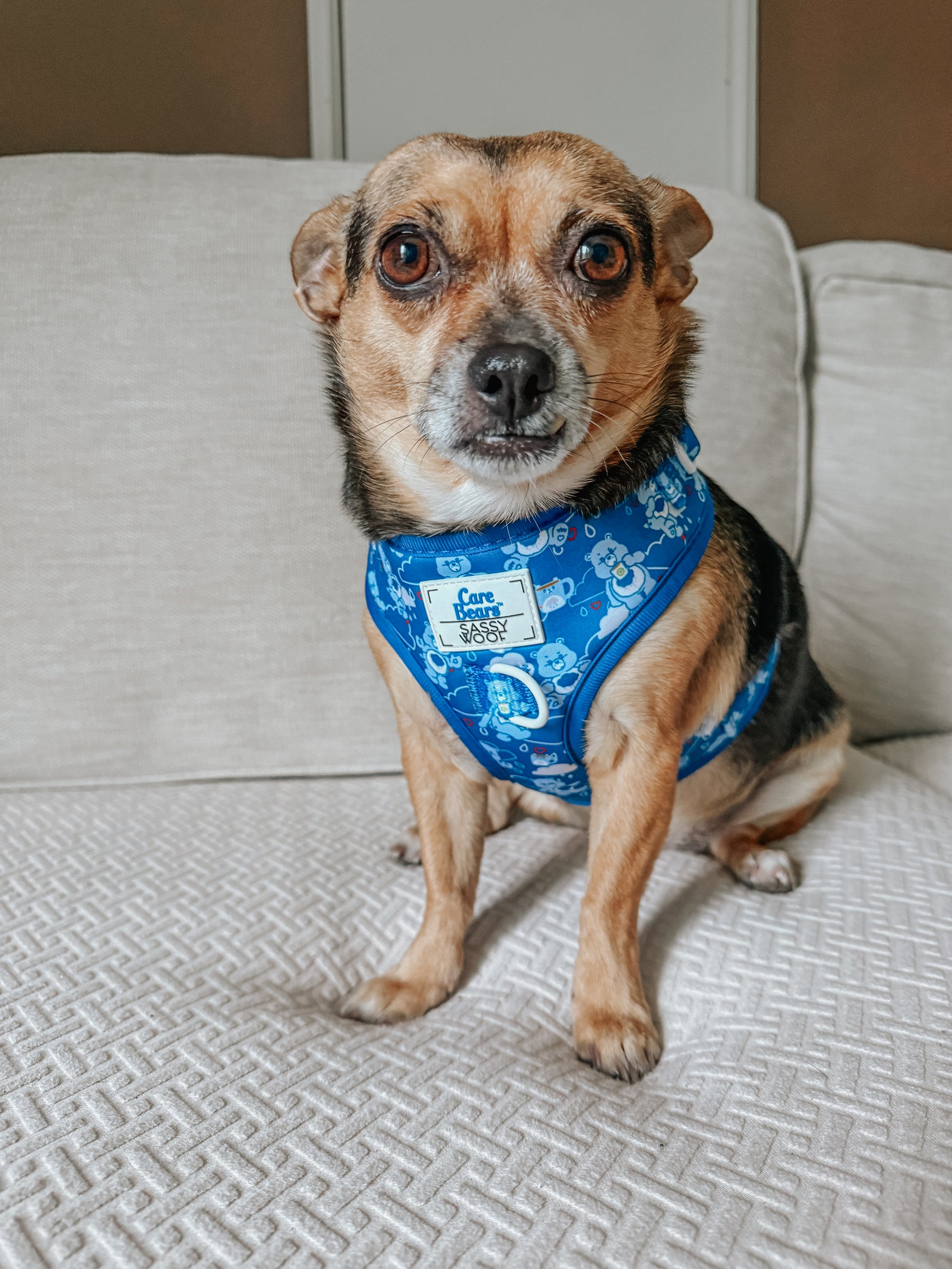 INFLUENCER_CONTENT | @FLORIDADOGS | SIZE S