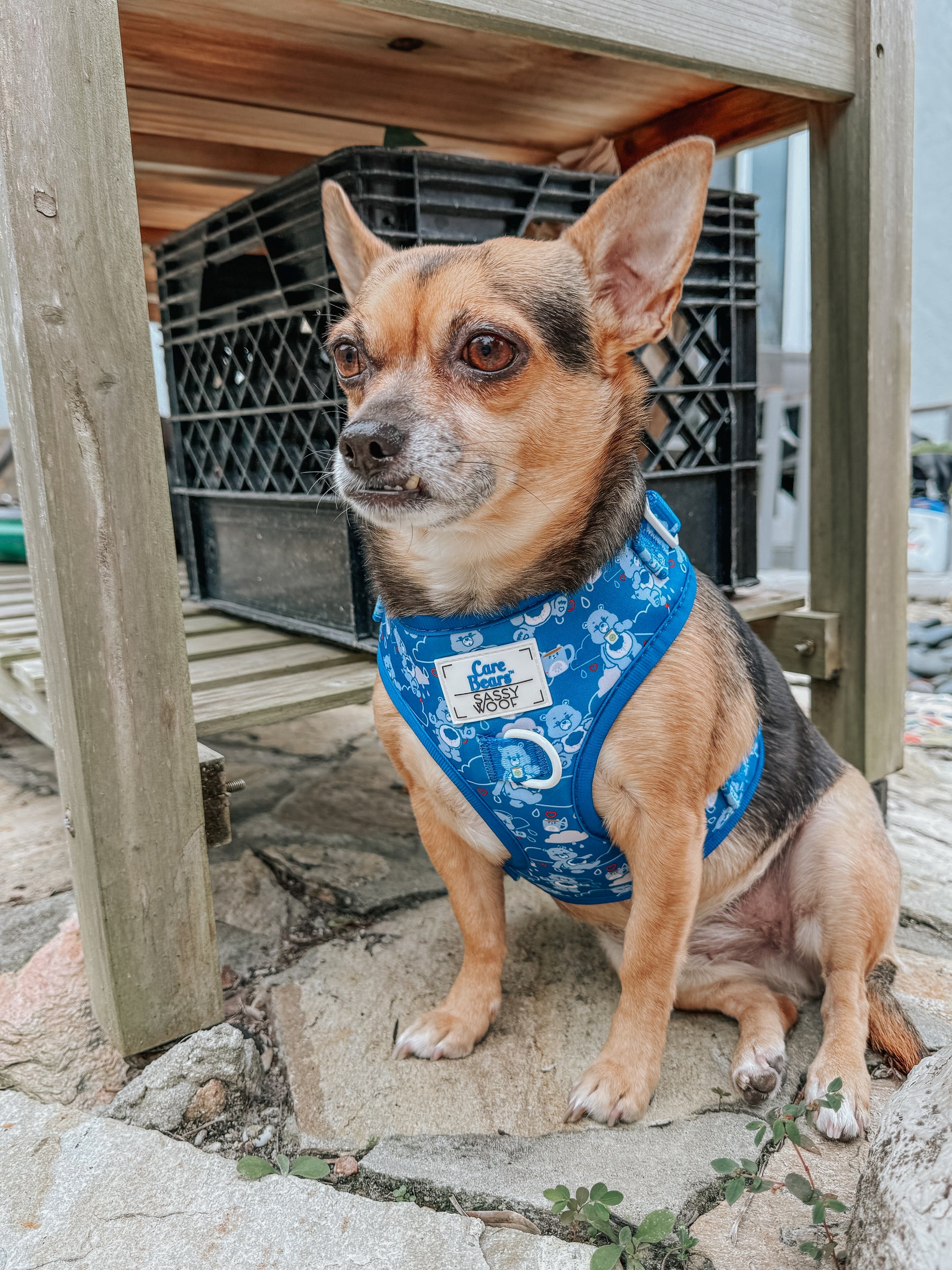 INFLUENCER_CONTENT | @FLORIDADOGS | SIZE S