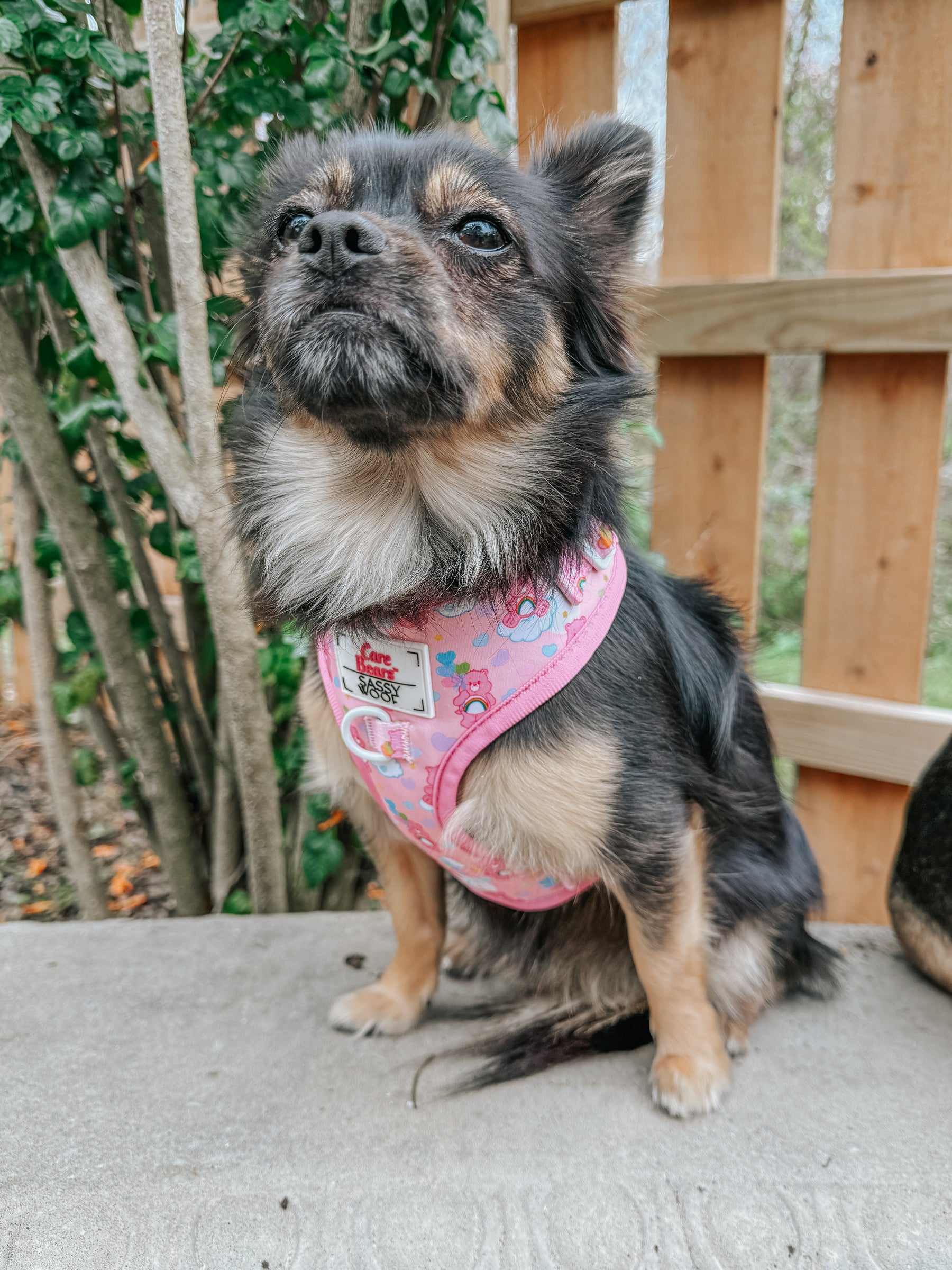 A small, fluffy black and brown dog wears the Sassy Woof Dog Four Piece Bundle - Care Bears™ Cheer Bear harness while sitting outdoors on concrete, with a wooden fence and green bushes in the background.