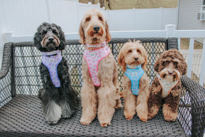 INFLUENCER_CONTENT | @FOUR.SWEETDOODLES | SIZE M