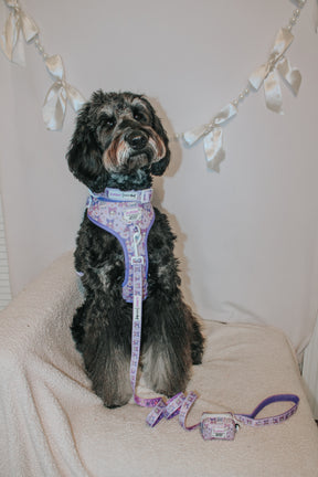 A black and gray dog with white markings sits on a blanket, wearing the Sassy Woof Dog Leash - Kuromi™ and a matching purple harness with a bow pattern. White ribbon and pearl garlands hang in the background.
