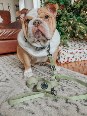 INFLUENCER_CONTENT | @FRANKIE.THE.BULLDAWG