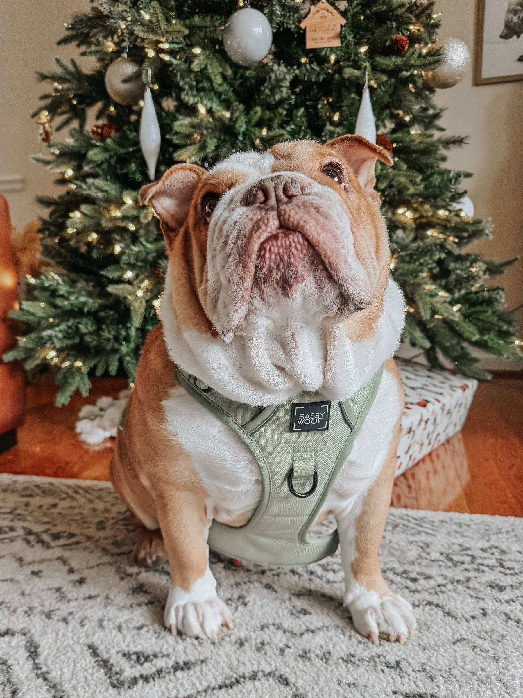 A brown and white bulldog wears the Sassy Woof Dog Step-in Harness in Matcha, featuring reflective straps, while sitting on a rug before a decorated Christmas tree with lights, ornaments, and wrapped presents beneath it.