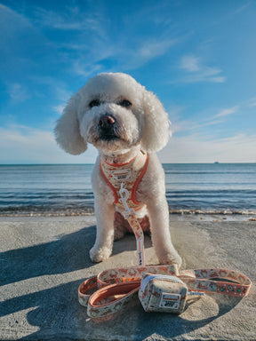 INFLUENCER_CONTENT | @FRISE.AND.FABULOUS 