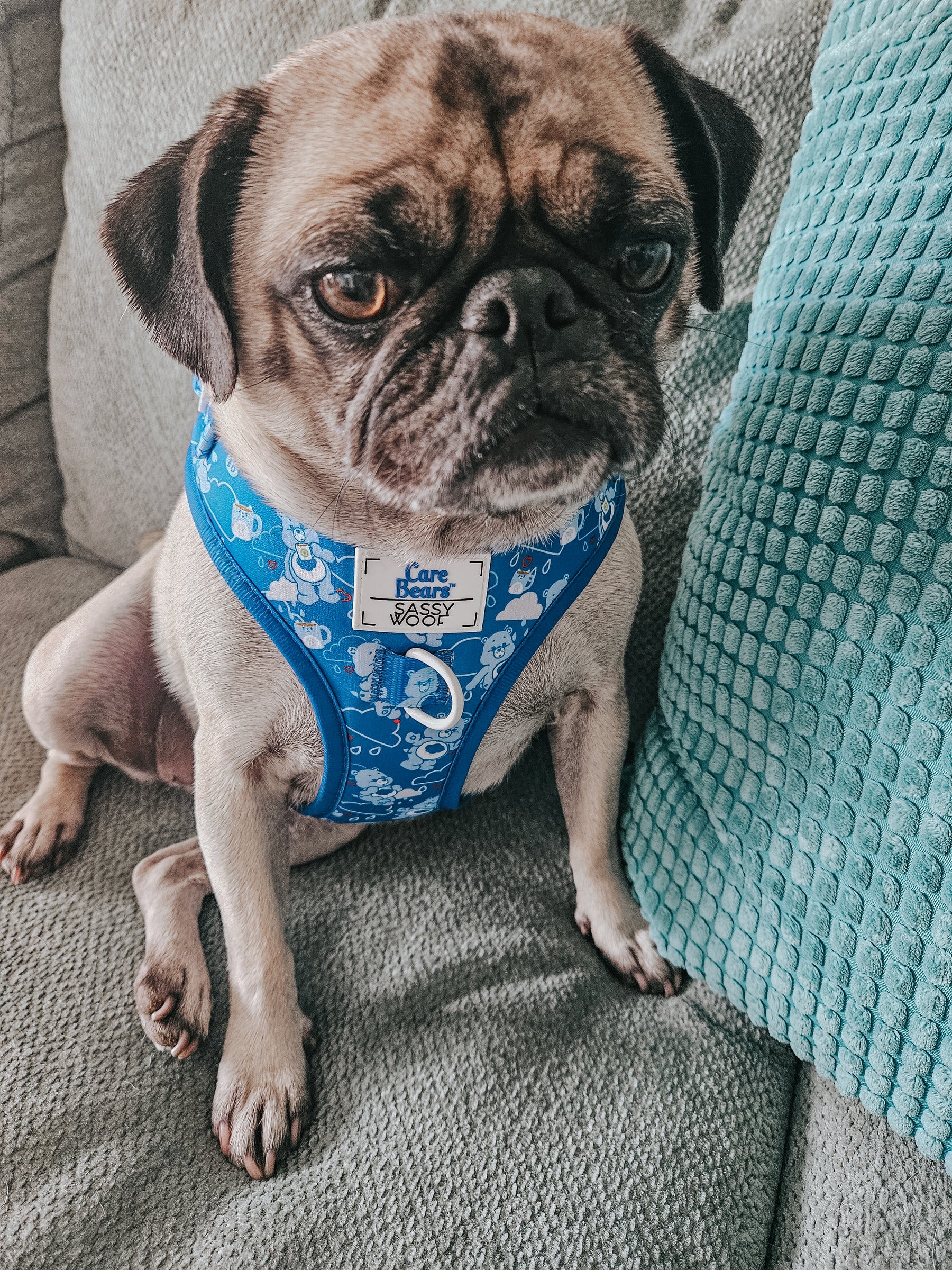 INFLUENCER_CONTENT | @GEMINIPUG | SIZE M 