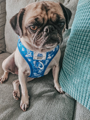 INFLUENCER_CONTENT | @GEMINPUG | SIZE M 