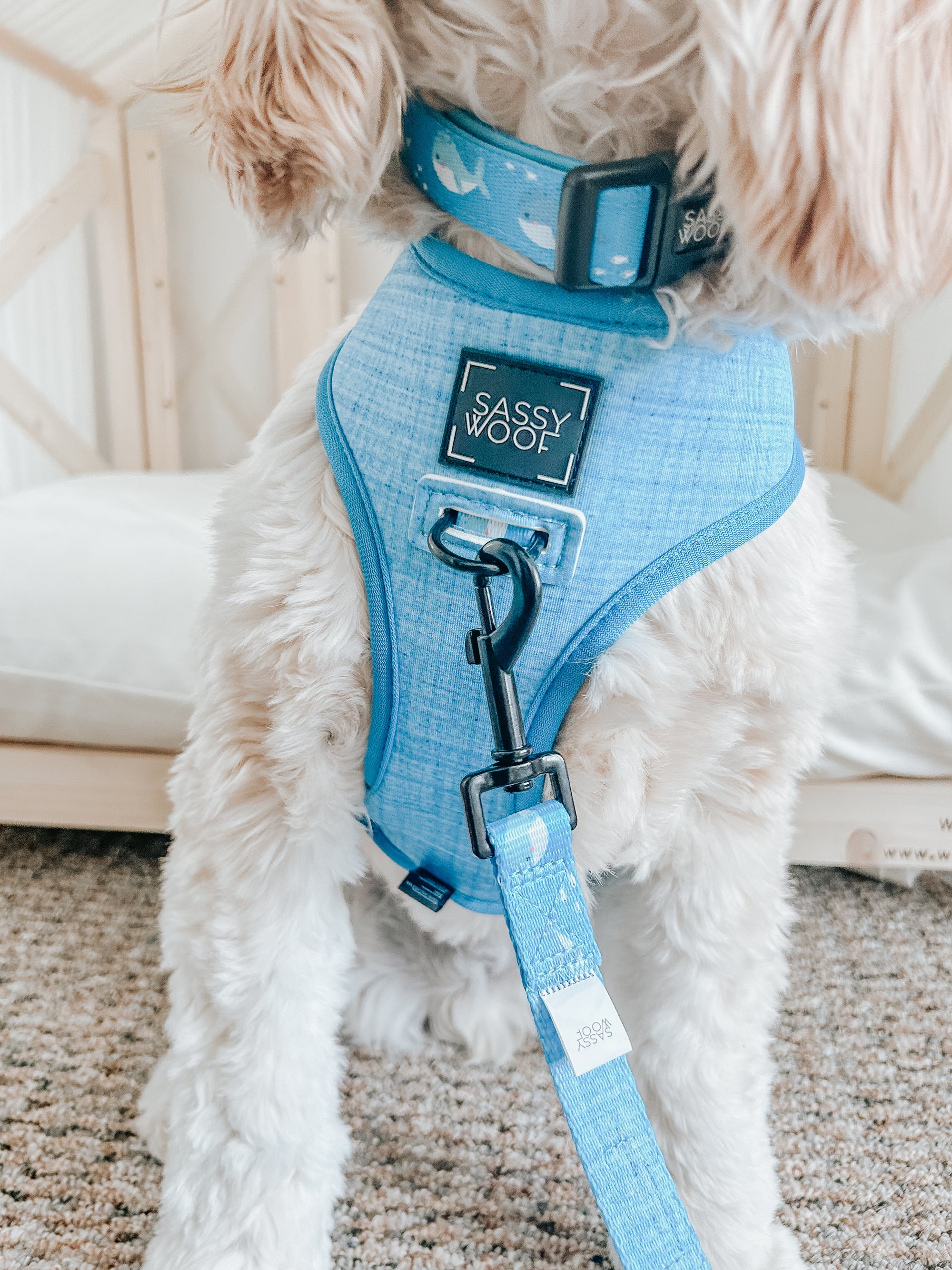 INFLUENCER_CONTENT | @GEORGIE.THE.COCKAPOO | SIZE M