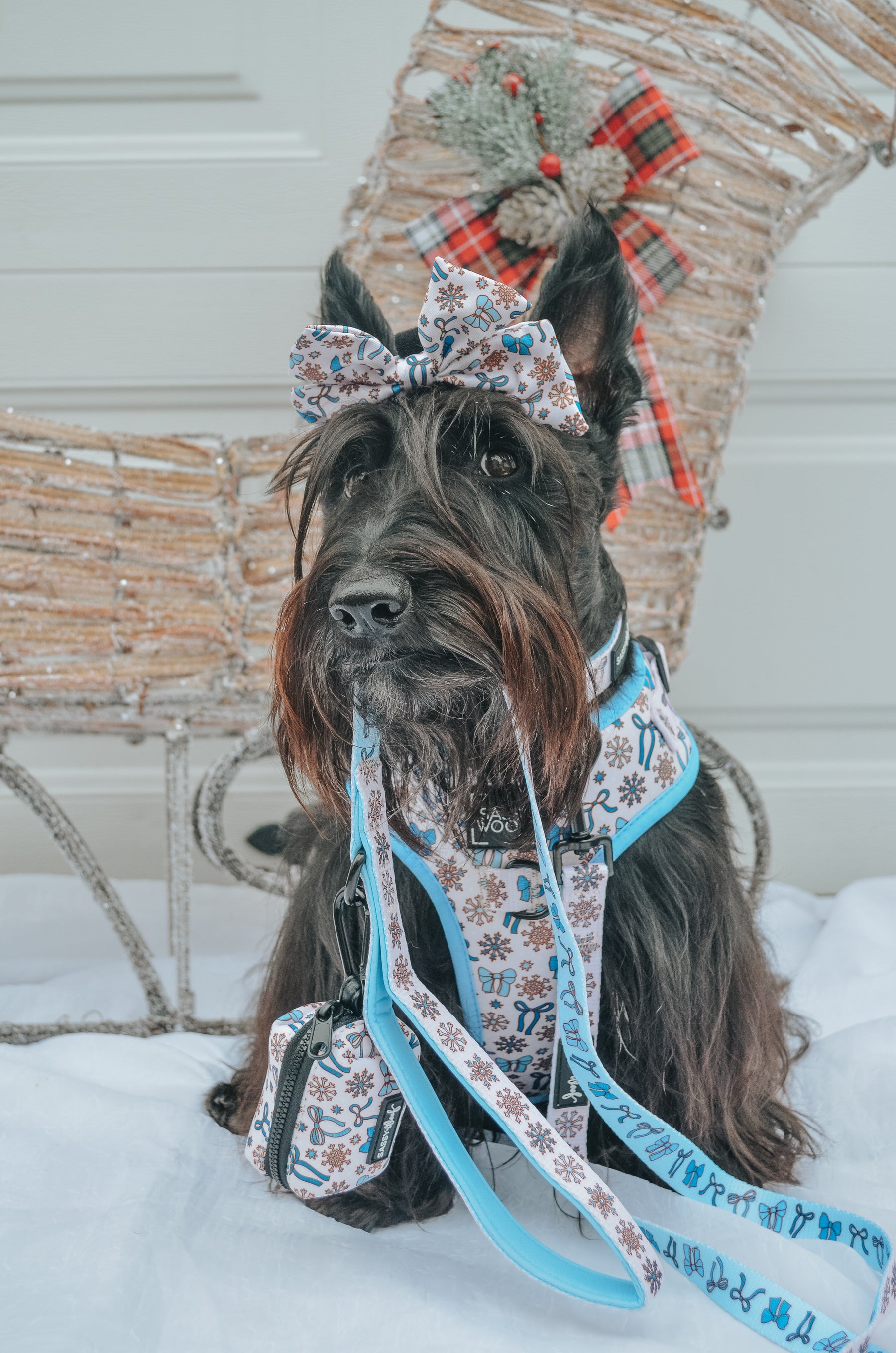 INFLUENCER_CONTENT | @GINGER_THESCOTTIEDOGGO