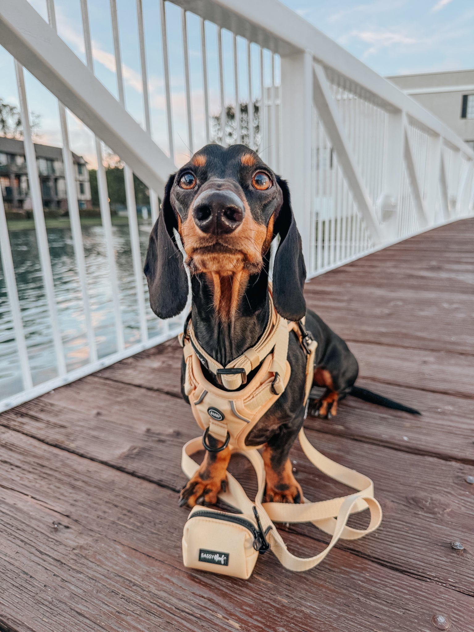 INFLUENCER_CONTENT | @HAUSOFODOXIES| SIZE S & XS