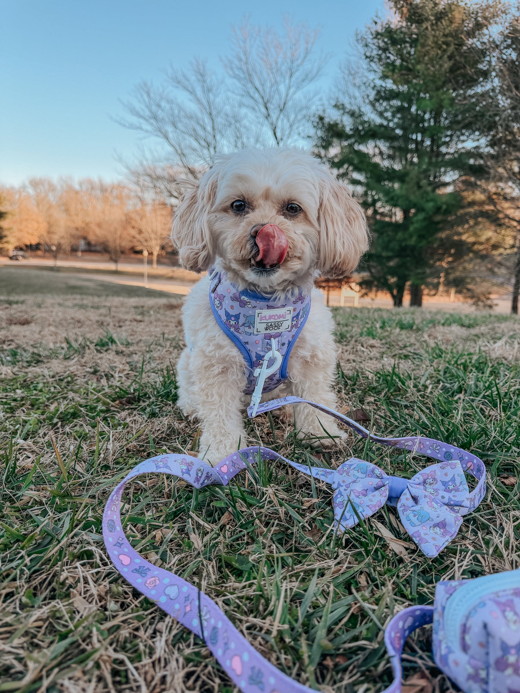 A small fluffy dog wearing the Sassy Woof Dog Two Piece Bundle - Kuromi™ stands on grass, licking its nose. The adjustable leash is on the ground, with trees and a clear blue sky in the background.