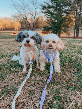 Two small dogs in Sassy Woof’s Dog Four Piece Bundle - Kuromi™ harnesses and leashes sit side by side on the grass, one black and white, one light tan. Trees and a sunny park are visible in the background.