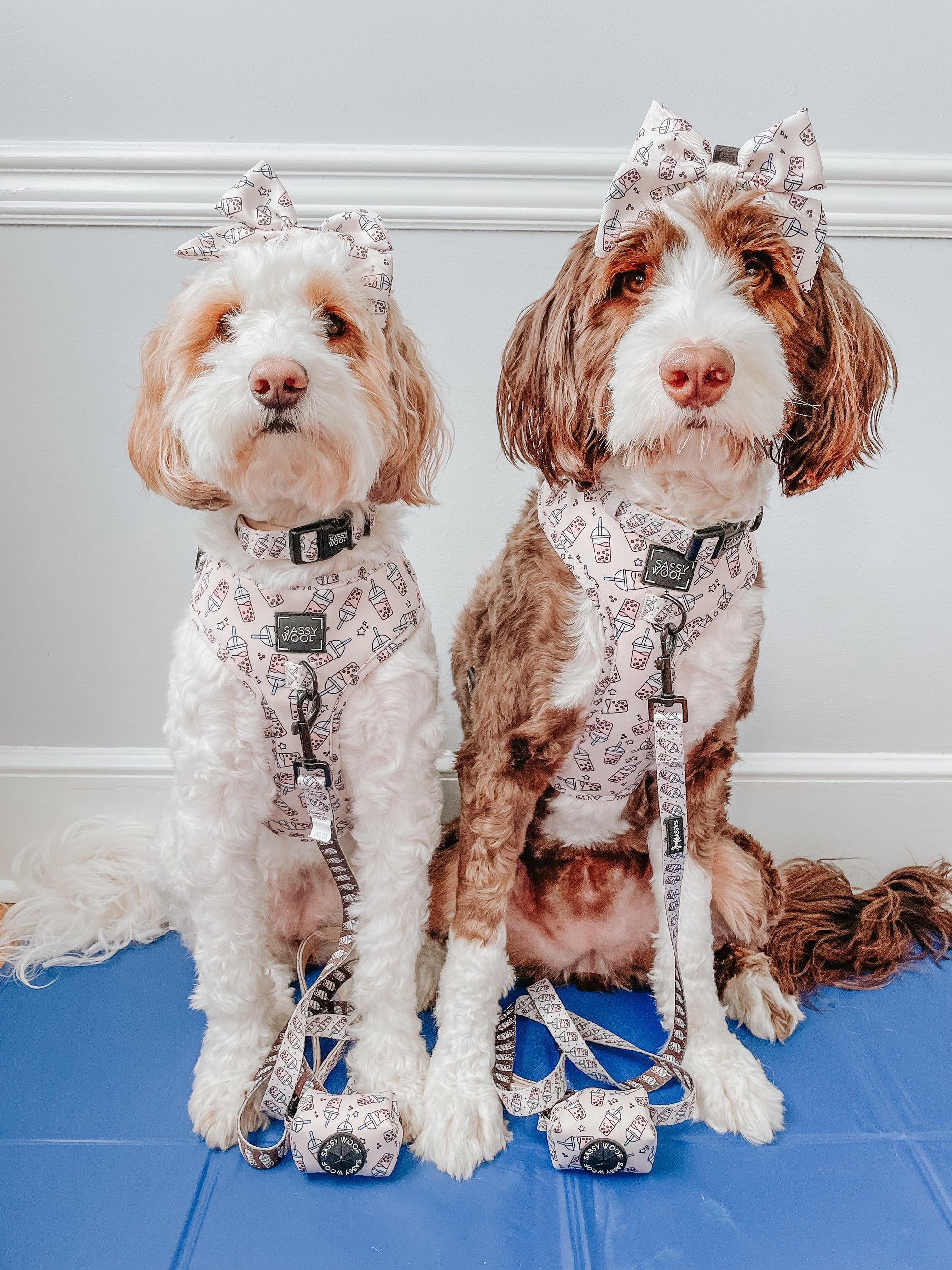 INFLUENCER_CONTENT | @HONEYTHEBERNEDOODLE