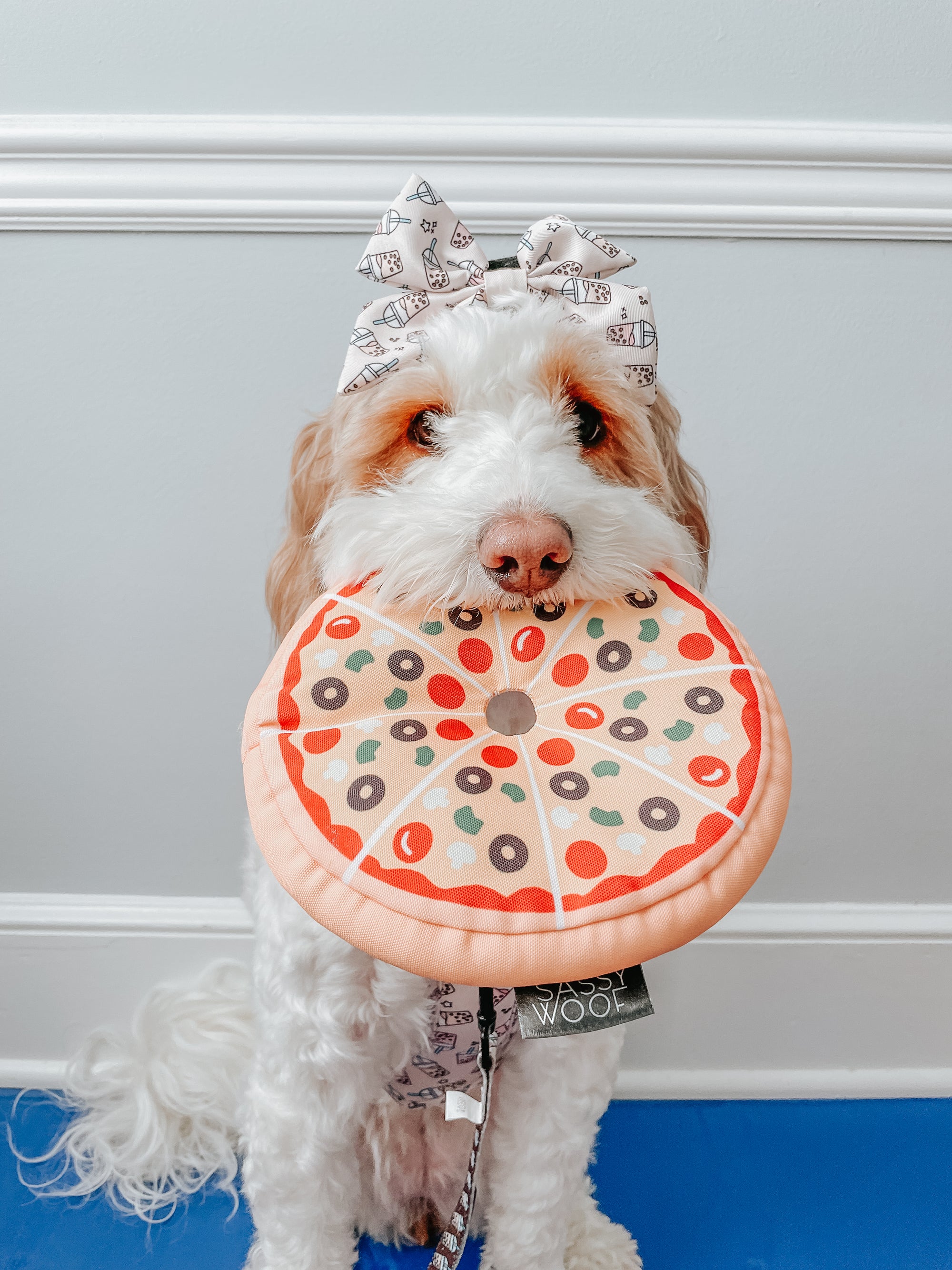 INFLUENCER_CONTENT | @HONEYTHEBERNEDOODLE