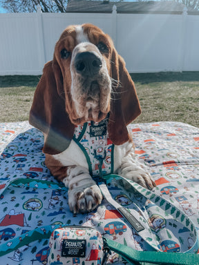 INFLUENCER_CONTENT | @IMCHUCKBASSET