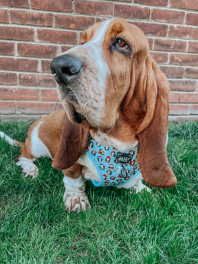 INFLUENCER_CONTENT | @IMCHUCKBASSET | SIZE XL