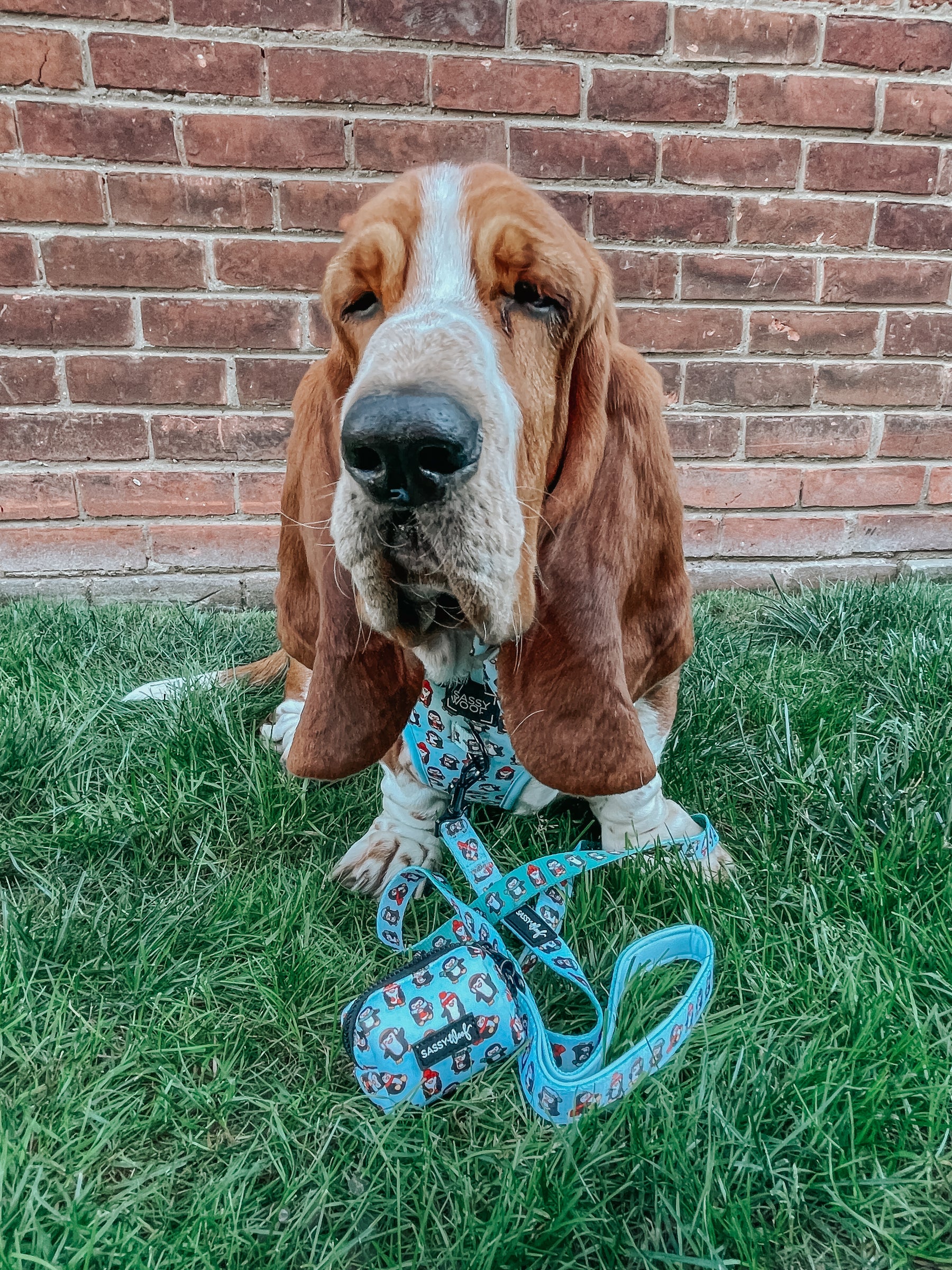 INFLUENCER_CONTENT | @IMCHUCKBASSET