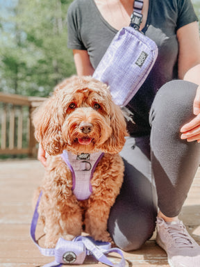 INFLUENCER_CONTENT | @INDY.THECOCKAPOO