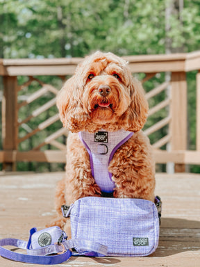 INFLUENCER_CONTENT | @INDY.THECOCKAPOO