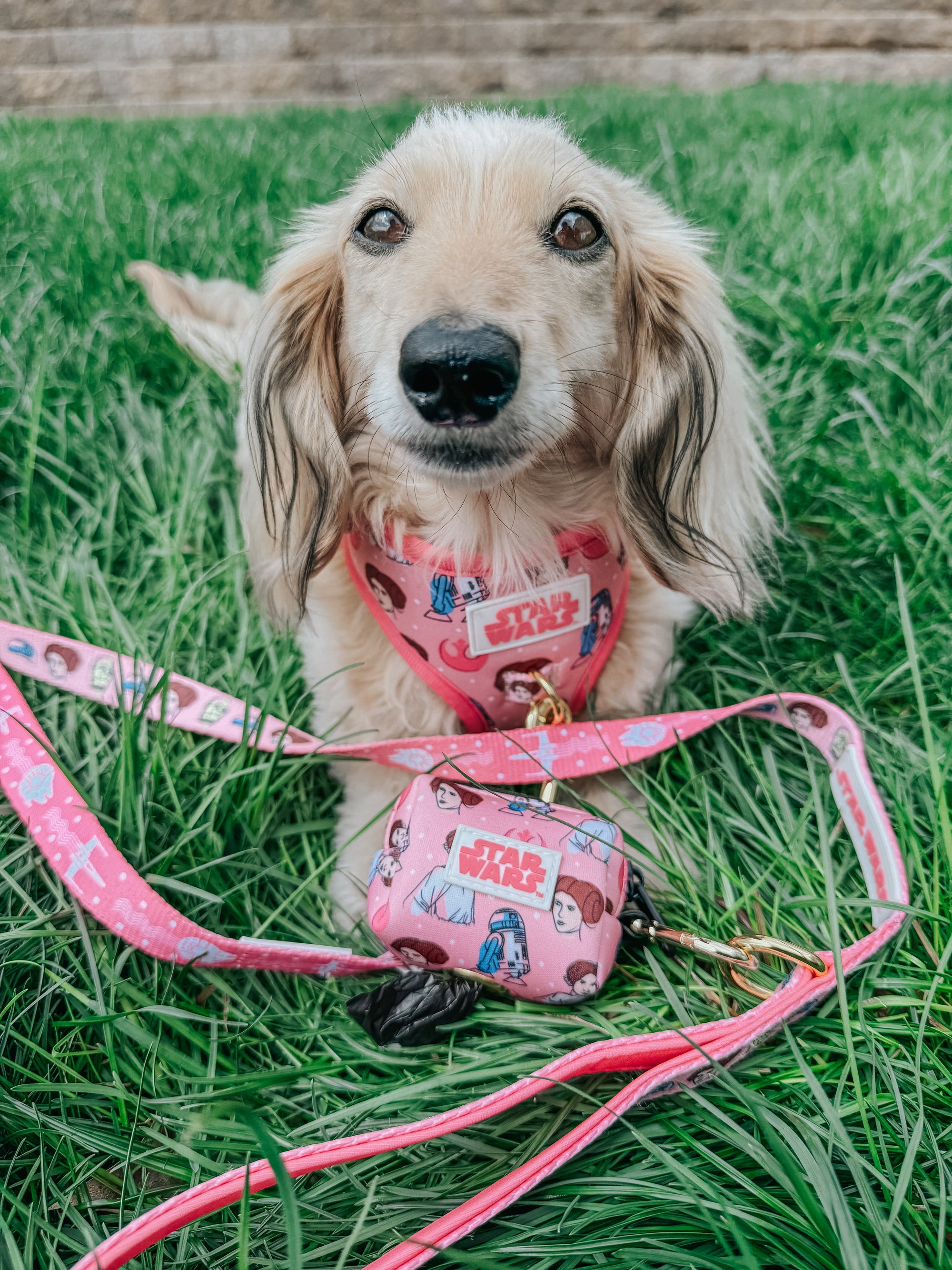 INFLUENCER_CONTENT | @ITSLUCYTHEDOXIE | SIZE XS & XS